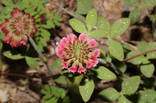 buffalo clover (Trifolium reflexum)