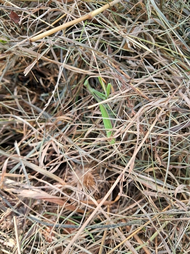 European Mantis