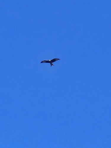 Red Kite