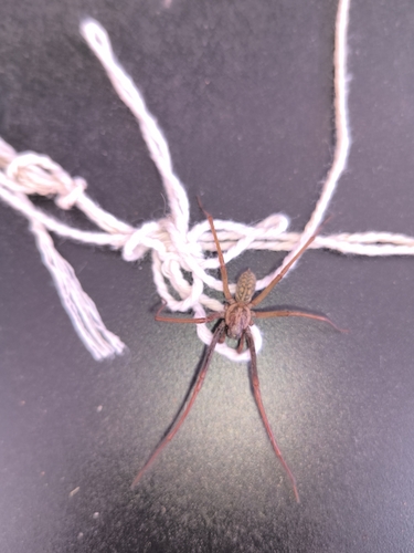Giant House Spider