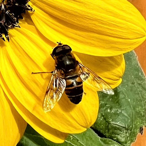 Common Drone Fly