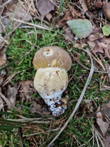 Bitter Bolete