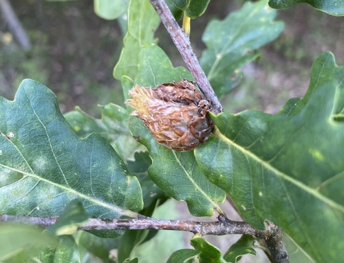 Oak Artichoke Gall Wasp