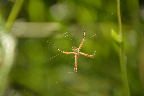 Silver Garden Orbweaver