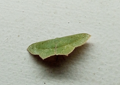Traminda mundissima