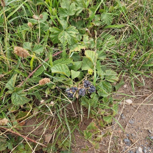 European dewberry