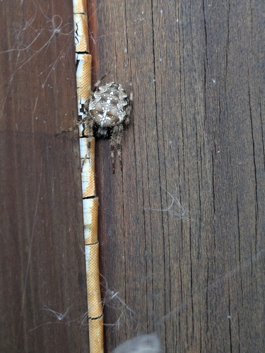 Cross Orbweaver