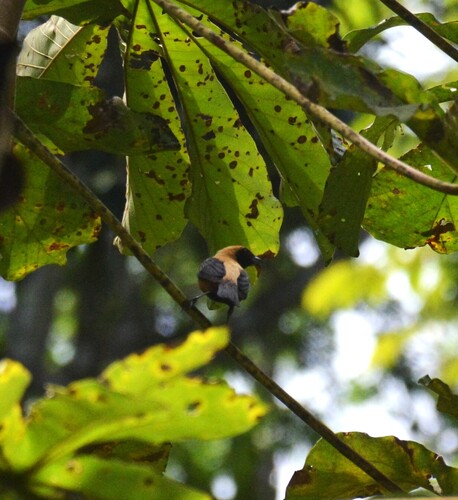 Burnished-buff Tanager
