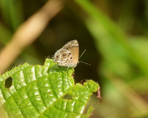 Gray-spotted Scrub-Hairstreak