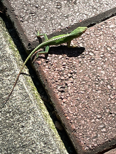 Green Anole