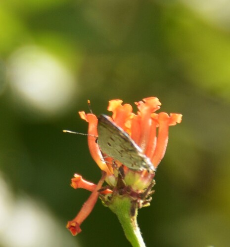 Lantana Hairstreak