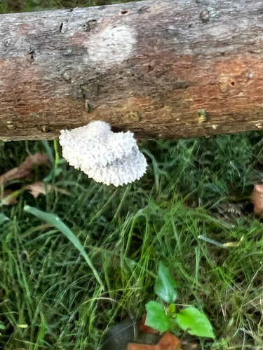splitgill mushroom