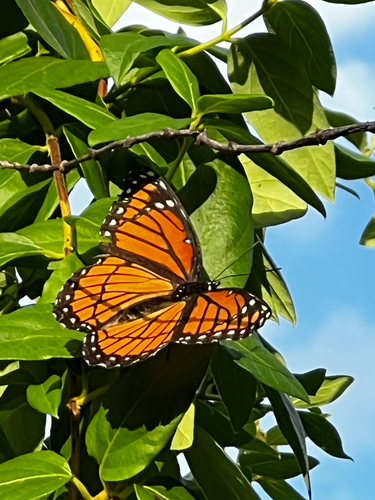 Viceroy