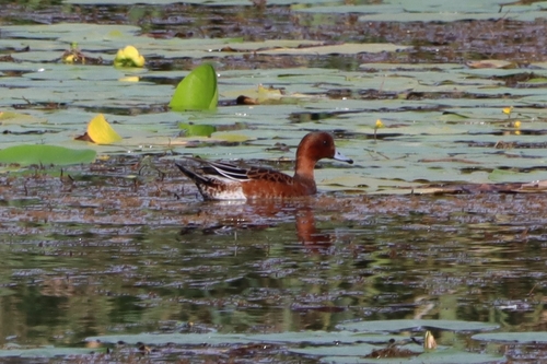 Eurasian Wigeon