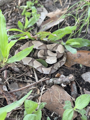 Eastern Copperhead