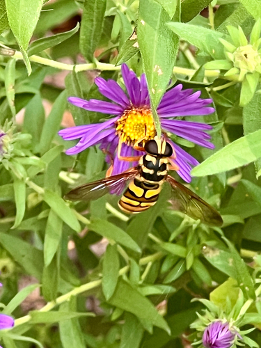 Virginia Giant Hover Fly