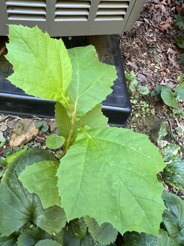 American sycamore