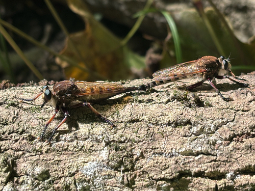 Maroon-legged Lion Fly