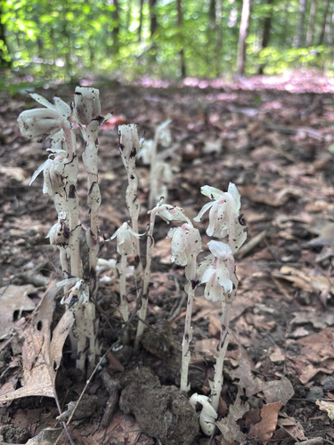 Ghost Pipe