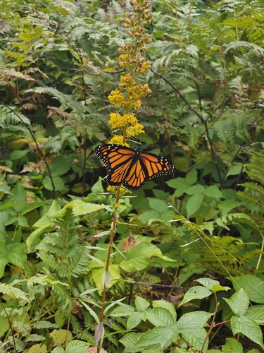Monarch