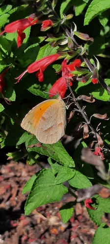 Sleepy Orange