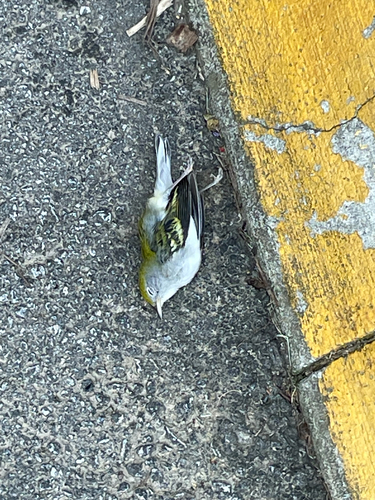 Chestnut-sided Warbler