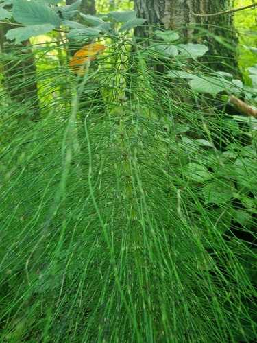 great horsetail