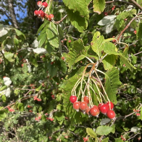 Whitebeam