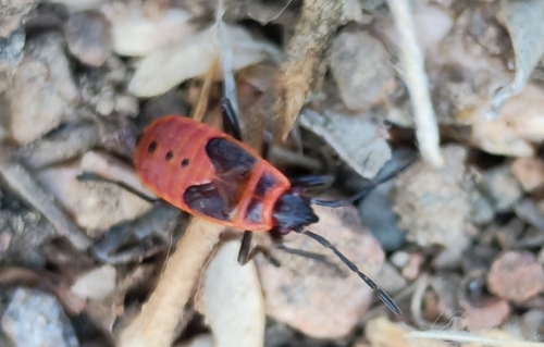 European Firebug
