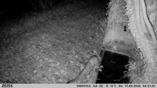 Eurasian Otter