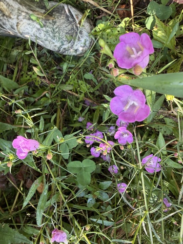 purple false foxglove
