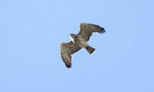 Short-toed Snake-Eagle