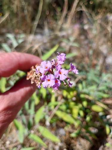 Butterfly bush