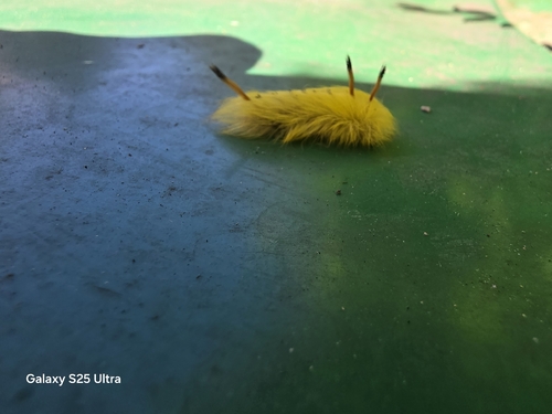 Spotted Apatelodes Moth
