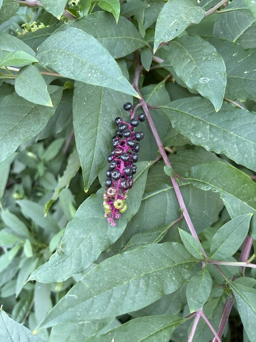 American pokeweed