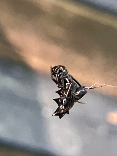 Spined Micrathena