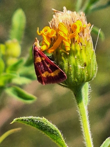 Coffee-loving Pyrausta Moth