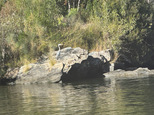 Grey Heron