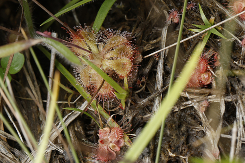 tropical sundew