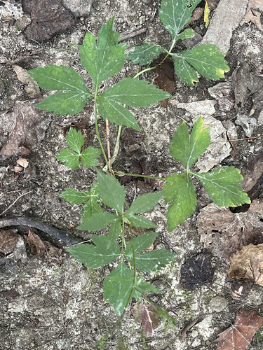 honewort