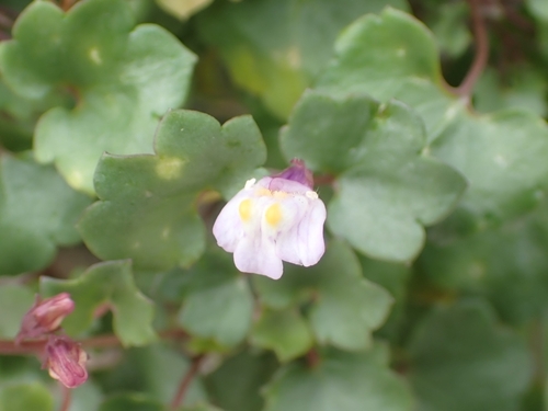 Ivy-leaved toadflax