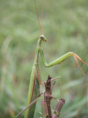 European Mantis