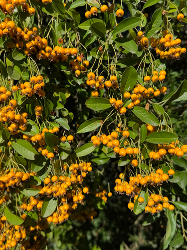 Firethorn