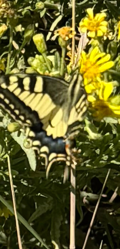 Old World Swallowtail