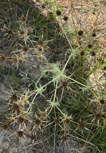 Field Eryngo