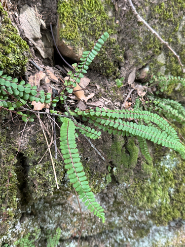 maidenhair spleenwort