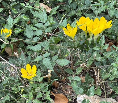 Winter Daffodil