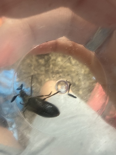 Cedar Beetle