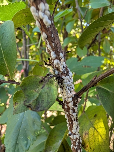 Crape myrtle bark scale