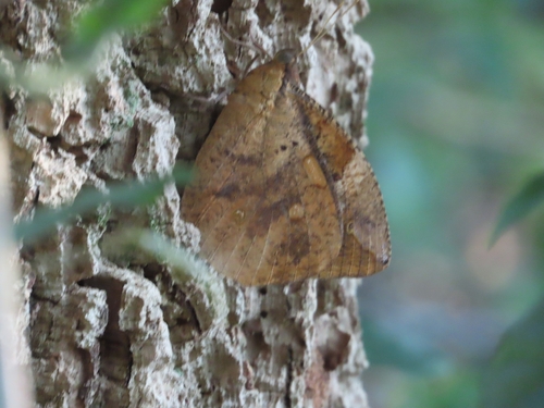 Daring Owl-Butterfly